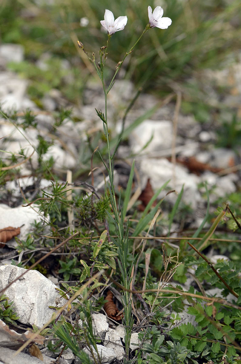 Linum tenuifolium / Lino a foglie strette